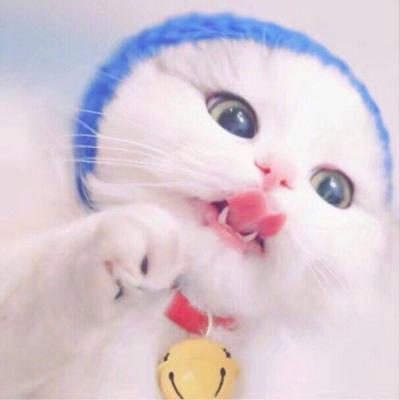 High definition cute and adorable pet animal, little cat, WeChat avatar, Yuelao, remember to beat me to death next time