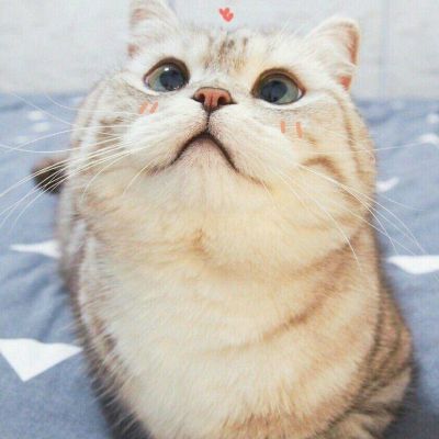 Super cute animal WeChat avatar, chubby and cute cat, I really want to wake myself up with a slap