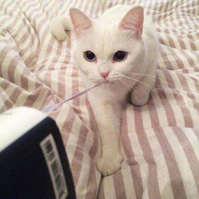 Cute and funny little cat animal avatar, super cute, don't get tangled up, don't be disconnected