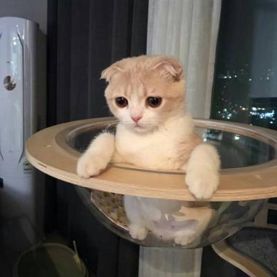 Cute and funny little cat animal avatar, super cute, don't get tangled up, don't be disconnected