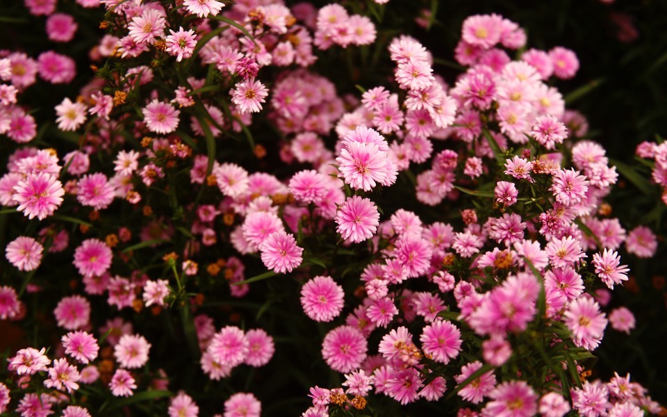 Fresh and beautiful small flower full screen background picture wallpaper