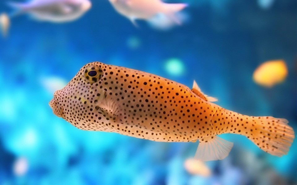 Underwater World Animal Desktop Wallpaper 2