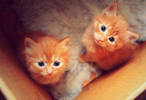Selected Collection of Cute and Cute Cat Image Materials