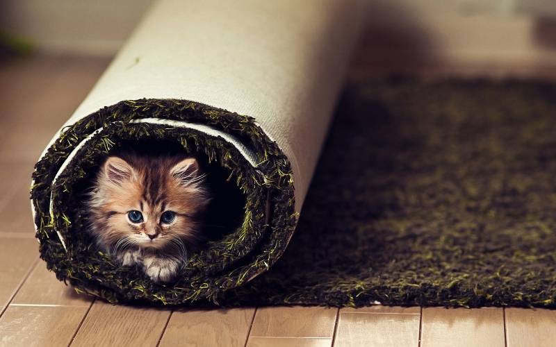 Cute Cat Cute Picture HD Animal Wallpaper