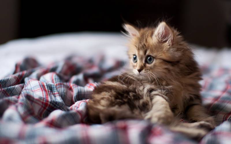 Cute Cat Cute Picture HD Animal Wallpaper