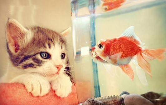 A complete collection of cute and fresh images of kittens and cats