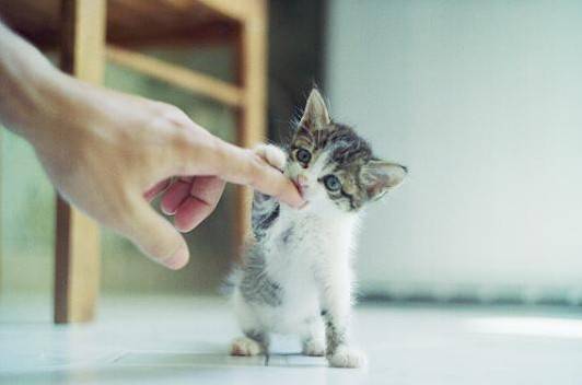 A complete collection of cute and fresh images of kittens and cats
