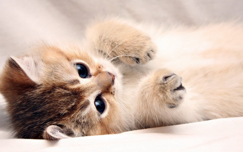 Cute kitten picture exquisite wallpaper