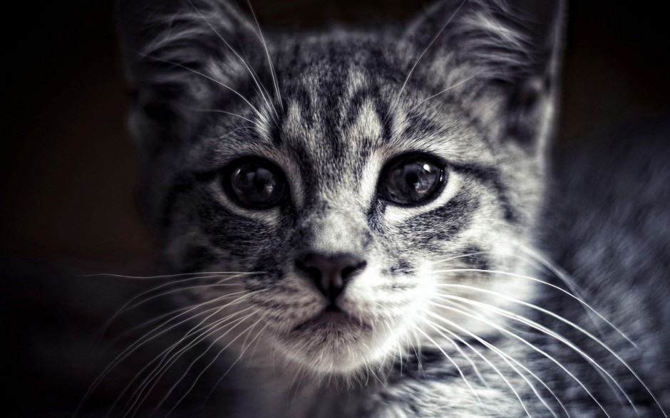 Cute kitten picture exquisite wallpaper