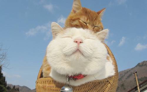 A complete collection of cute pictures of round faced cats and cute animal materials