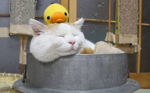 A complete collection of cute pictures of round faced cats and cute animal materials