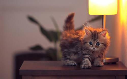 Beautiful materials for cute images of kittens