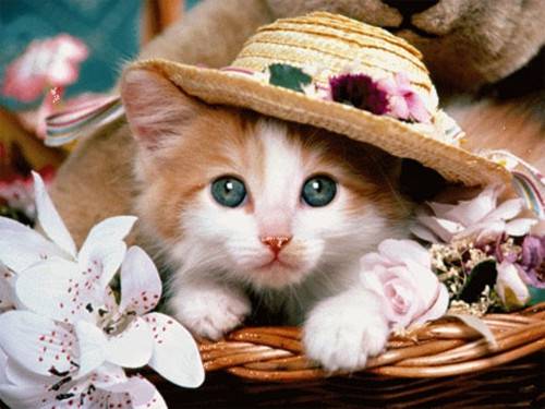 Beautiful materials for cute images of kittens