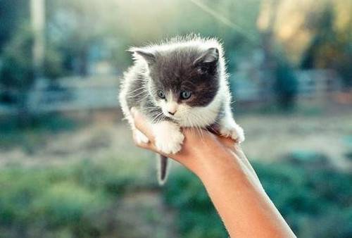 Cute kittens and warm pet image materials