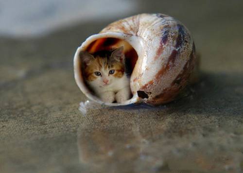 Cute little cute cat picture high-definition material
