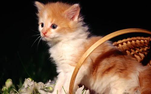 Cute little cute cat picture high-definition material
