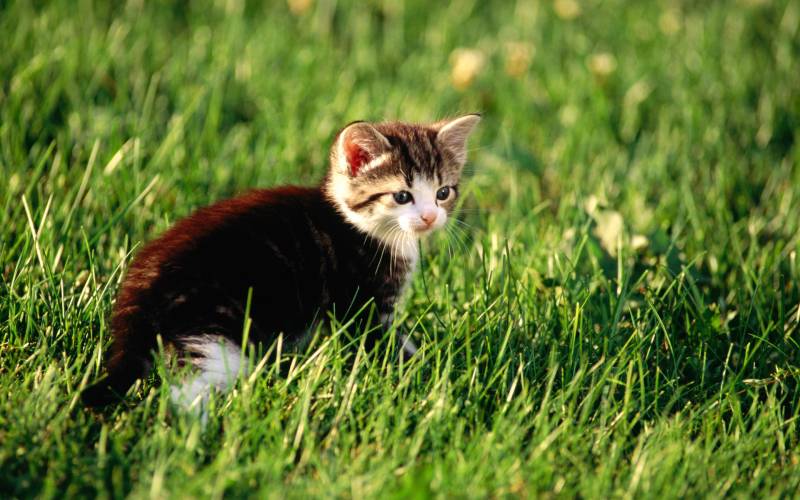 Complete collection of high-definition cute cat wallpapers