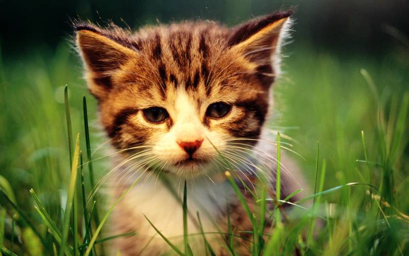 Complete collection of high-definition cute cat wallpapers