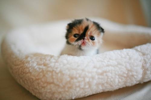 A complete collection of cute and mischievous little kitten pictures