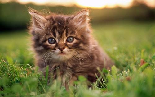 Smart and compact super cute cat pictures