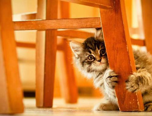 Smart and compact super cute cat pictures