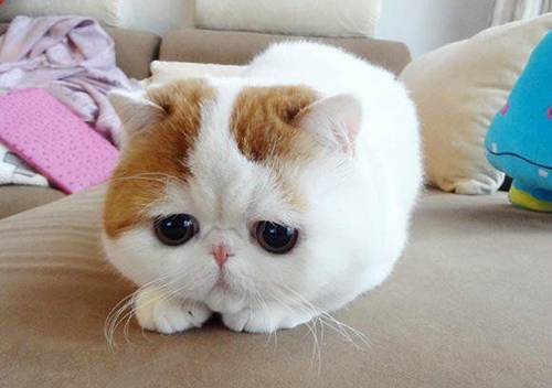 Funny and super cute cat pictures, melancholic big faced cat