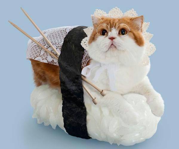 Creative cat sushi cute cute selling cute cat pictures