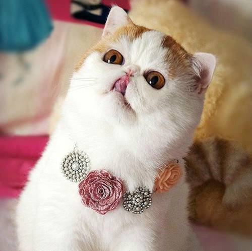 Funny and super cute cat pictures, melancholic big faced cat