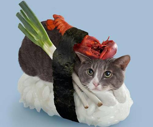 Creative cat sushi cute cute selling cute cat pictures