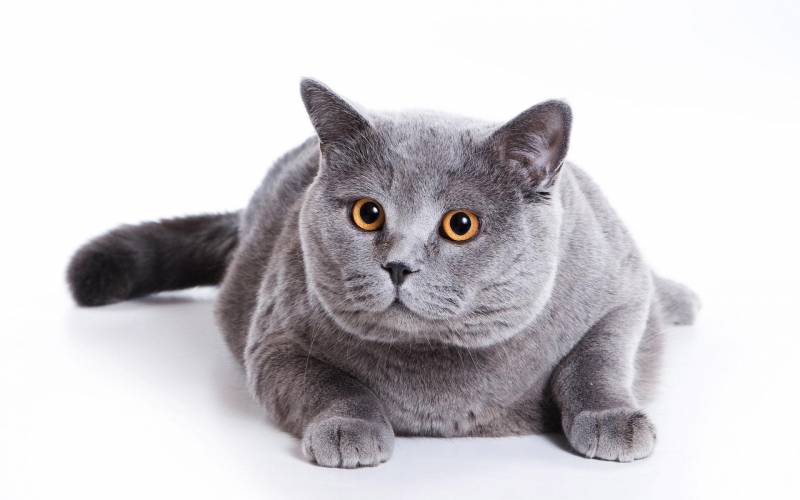 A complete collection and pictures of cute cat breeds