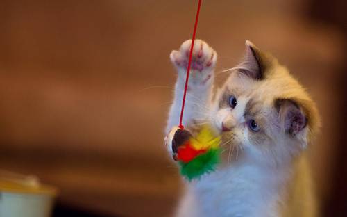 Fun and cute cat pictures, happy and joyful moments
