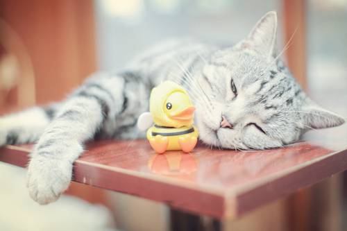 Fun and cute cat pictures, happy and joyful moments