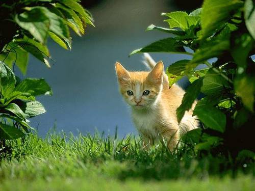 Selected pictures of cute kittens for sharing