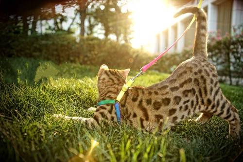 Cute Little Cat Grassland Cute Picture