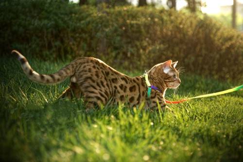 Cute Little Cat Grassland Cute Picture