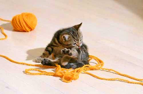 A super cute picture of a kitten's playful moments