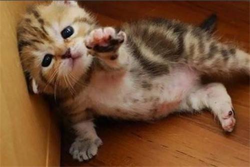 Cute kittens, playful and cute pictures