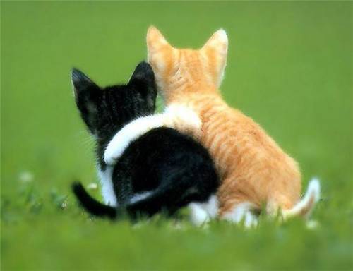 Cute kittens, playful and cute pictures