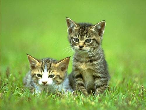 The little kitten is cute and cute, with cute and playful pictures