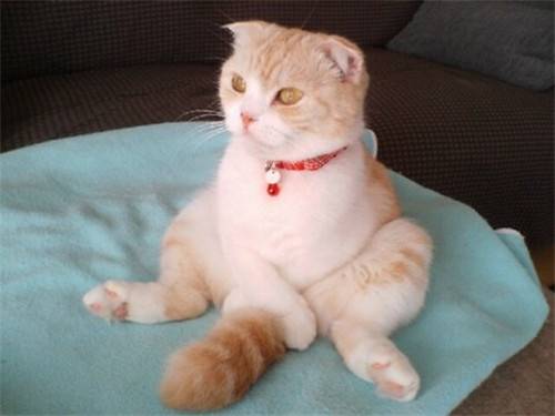 Complete collection of cute pictures of chubby cats with funny expressions