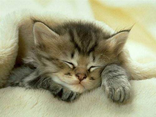Selected pictures of cute and adorable kittens