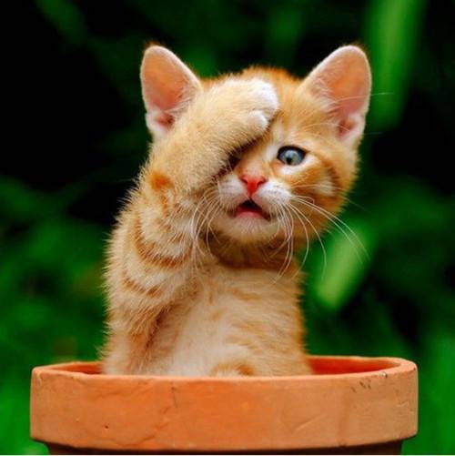 Cute Pet Cat Cute Animal Desktop Wallpaper Image