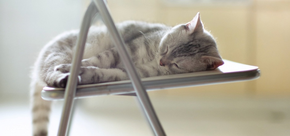 Picture of a cat sleeping on a chair