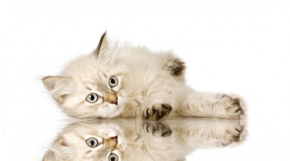 High definition images of smart kittens and animals