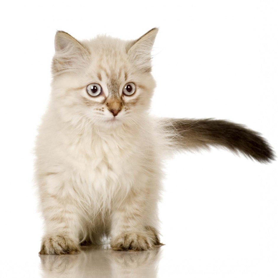 High definition images of smart kittens and animals
