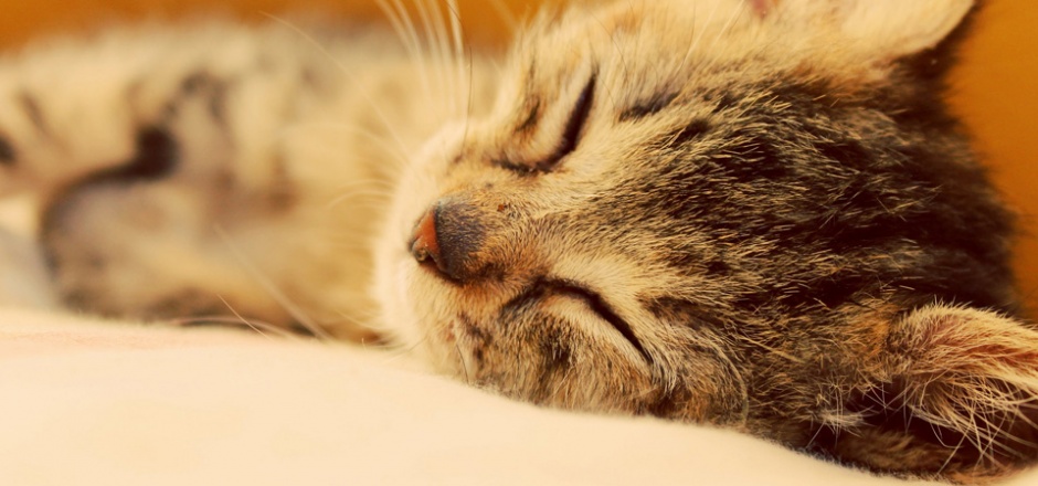 High definition close-up image of a sleeping cat