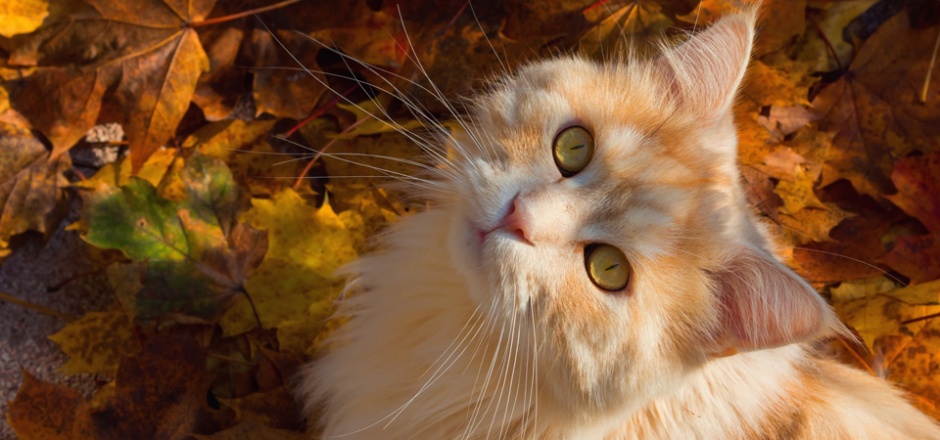 Cute Little Yellow Cat Beautiful Picture