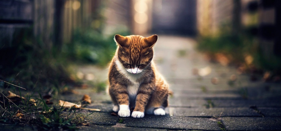 High definition photography images of sad kittens