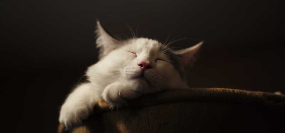 A picture of a cute kitten sleeping