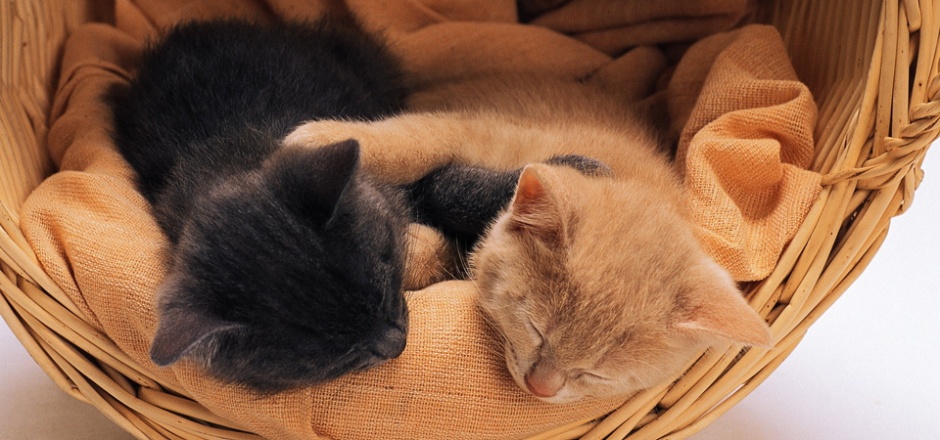 Picture of two kittens sleeping